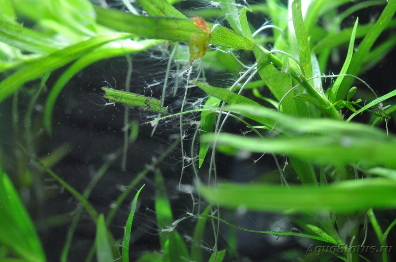 Kraken 22at